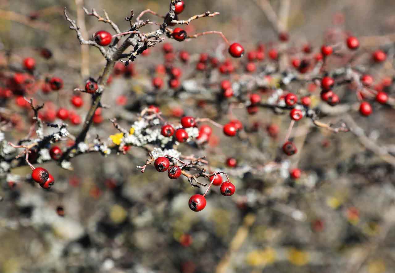 도인 효능과 부작용 총정리 ❘ 도인 복용법 및 하루 권장량 안내