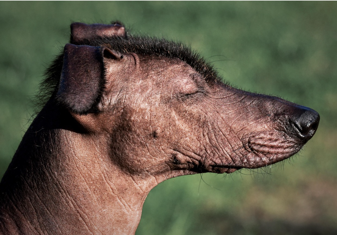 털이없는 개 이미지