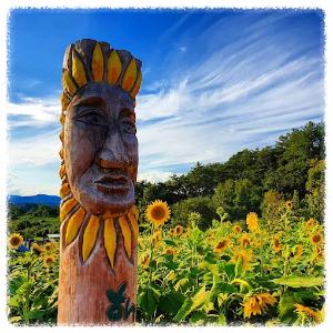 강주해바라기마을