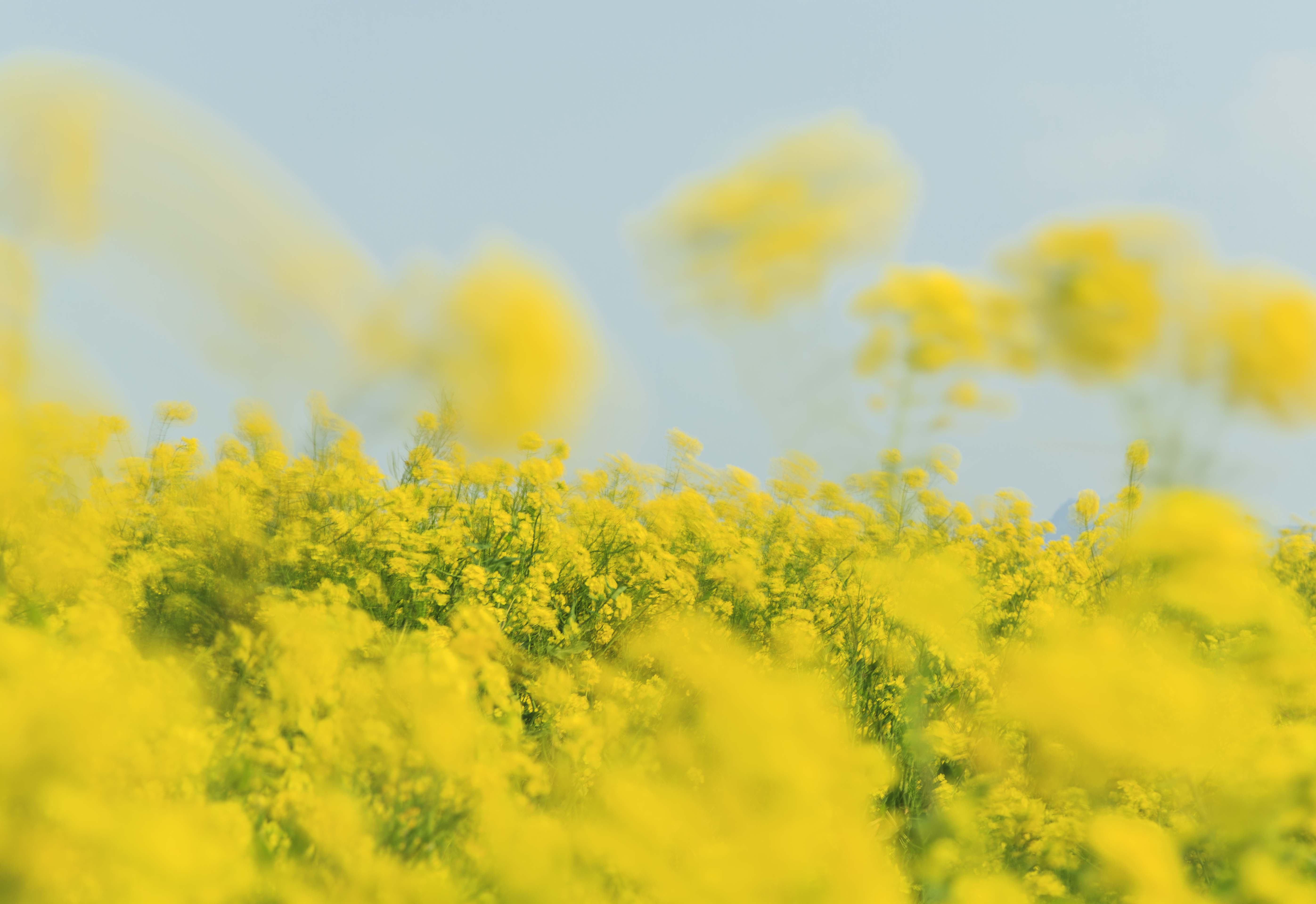 한국 벚꽃 여행지