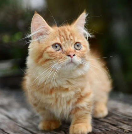 먼치킨 유전병 특징 성격 짧은 다리 이유 입양 전 필독