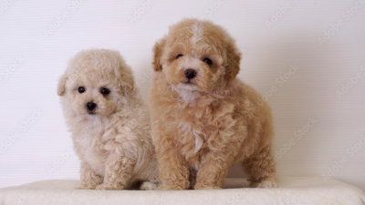 새끼 토이푸들 2마리 사진