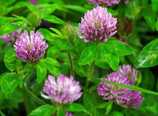 clover, red clover, 클로버, 토끼풀, 레드클로버, 토끼풀 효능