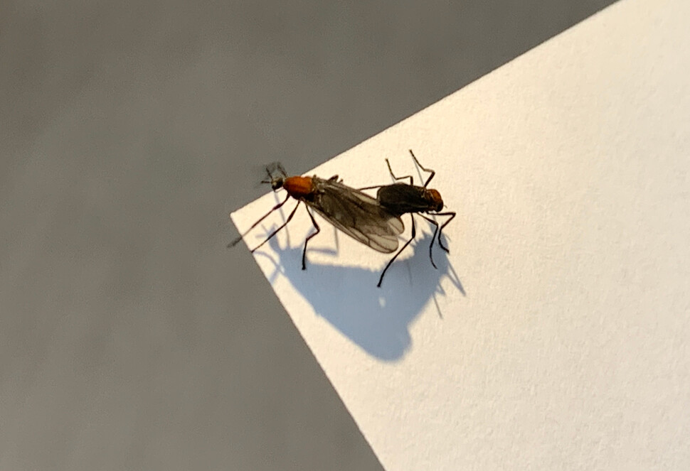 러브버그