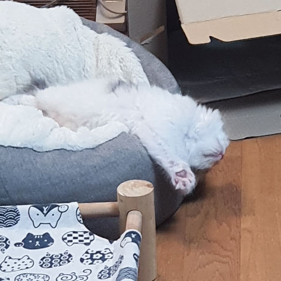 쿵이