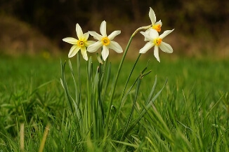 화담숲 예약하기-모노레일-벚꽃-예약방법-2