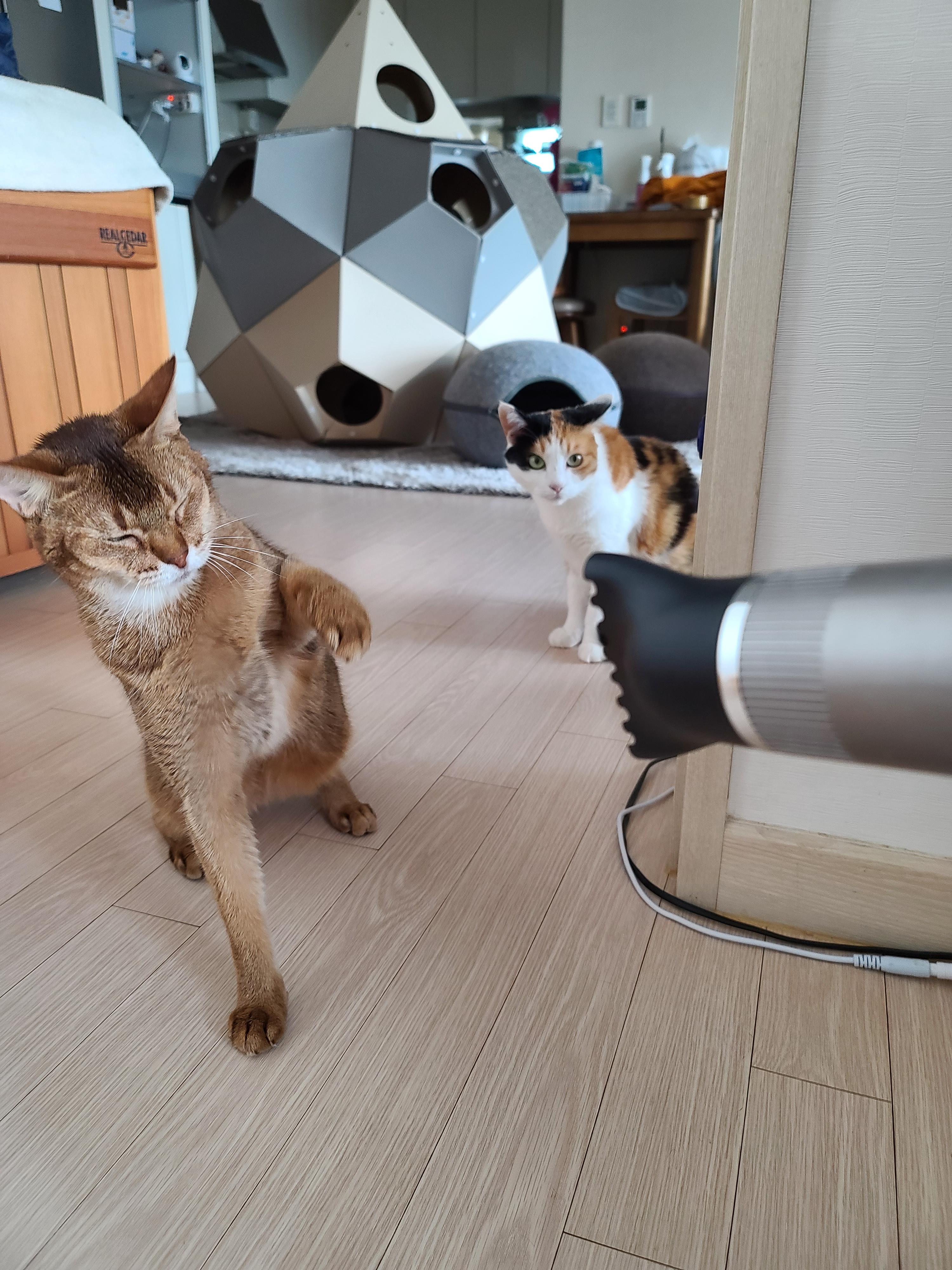 신고식 안한 신입 드라이기 혼쭐내는 용감한 아비시니안고양이 루디.