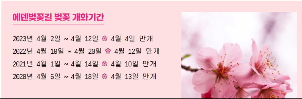 에덴벚꽃길 벚꽃 개화기간
