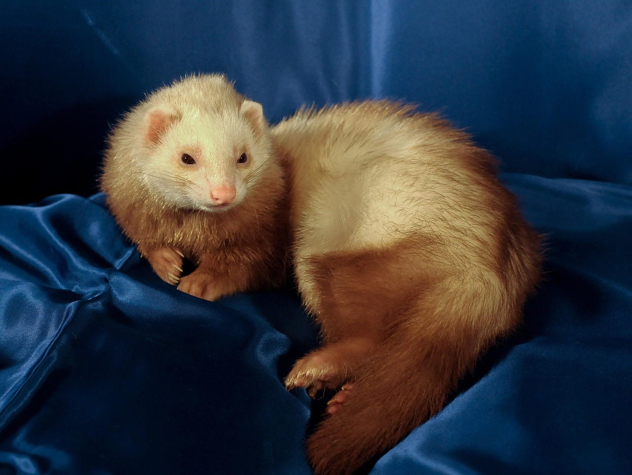 패럿 ferret 족제비과 동물 반려동물