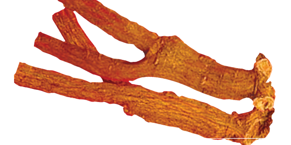 1642정관장 활력