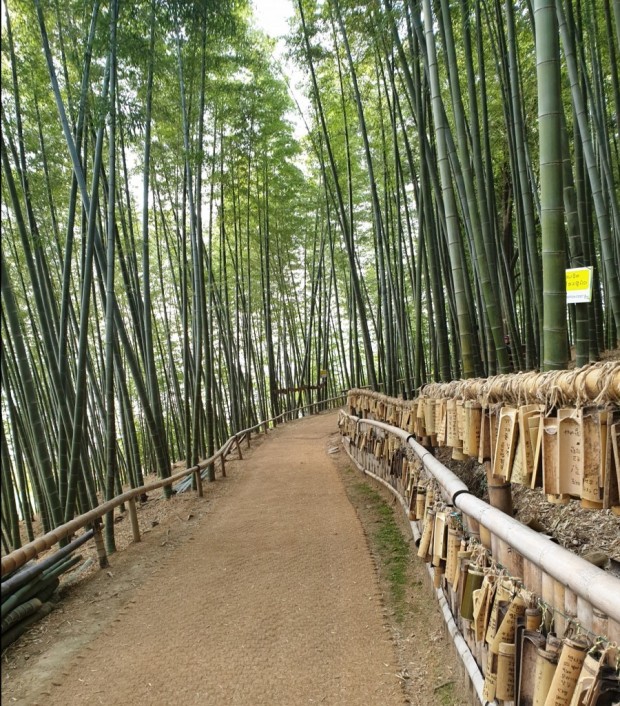 맹종죽