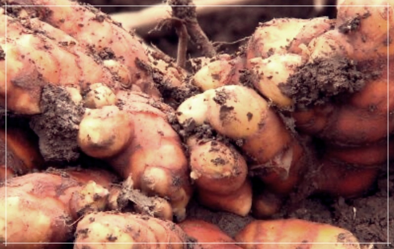 울금가루 효능, 먹는법, 보관방법 총정리