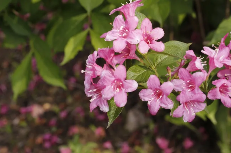 병꽃 무늬병꽃 삼색병꽃 붉은병꽃 아름다운 꽃 종류_4