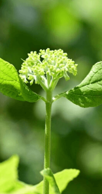 미국수국 개화시기 꽃말 물주기 키우는법 알아보기