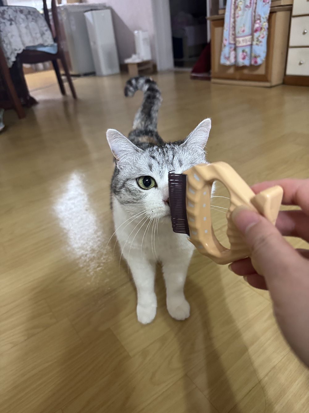 코숏+페르시안 집사의 고양이 브러쉬 빗 후기 – 사*빗 저렴이 버전 추천!🐱