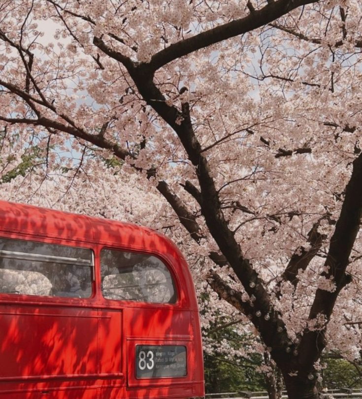 2023년 이월드 블라썸 피크닉 벚꽃 축제 정보 (2023년 벚꽃축제, 지역축제, 3월축제), 83타워, 이월드 벚꽃축제 일정, 추자정보, 요금