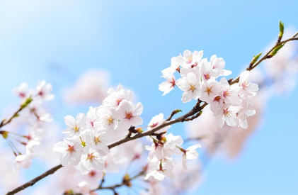 화담숲-예약-방법