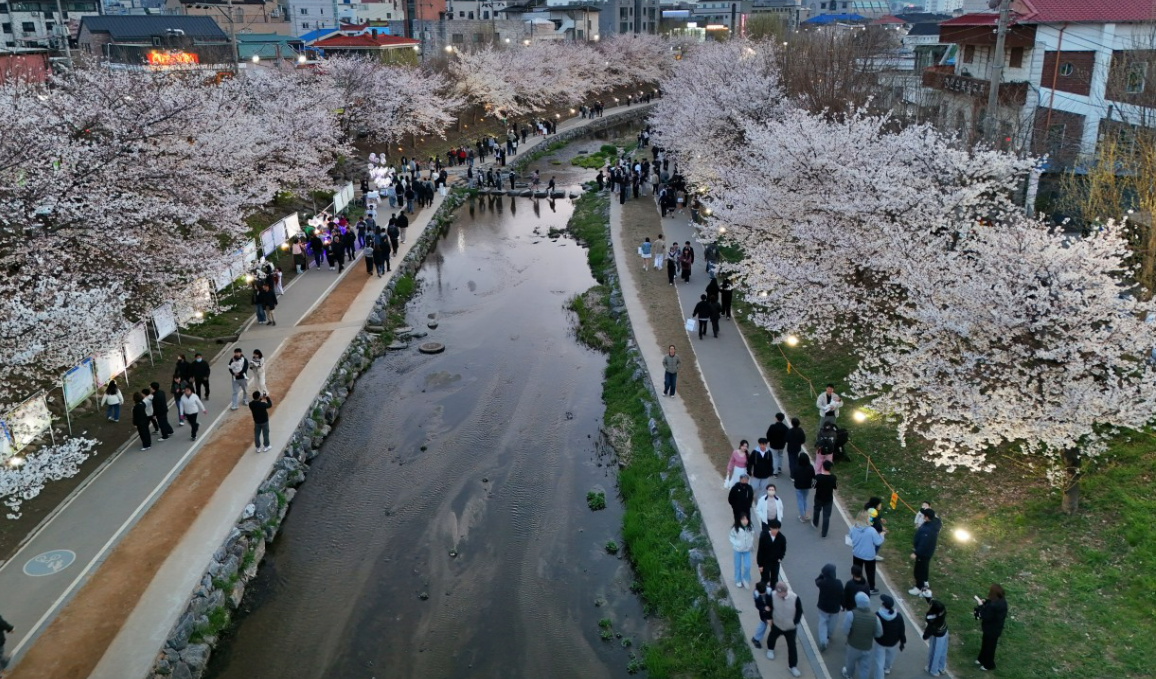 충남 벚꽃 명소 드라이브 코스 베스트 5 (각원사, 원성천, 공주 동학사, 서산 문수사, 서산 개심사 )