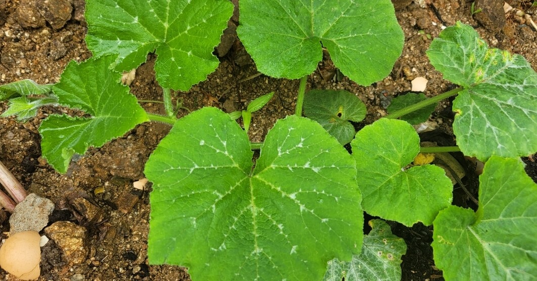 성장중인-호박-모종-사진