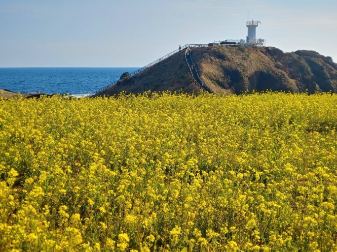 2025년 봄나들이 추천! 전국 가볼 만한 명소 Best 8