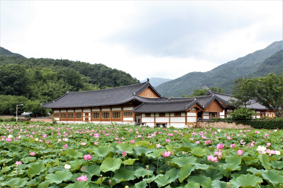 완주 송광사 연꽃 명소