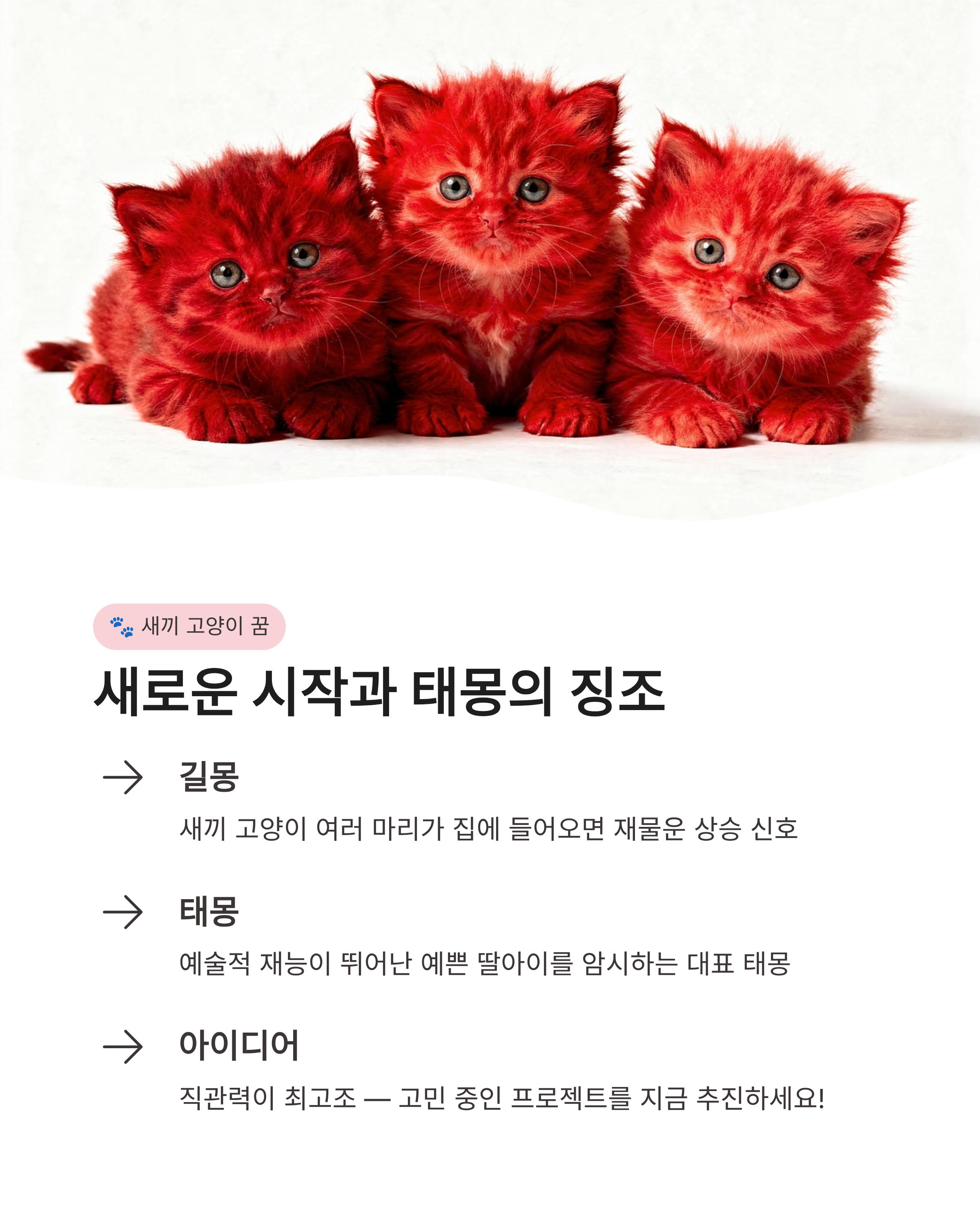 고양이 꿈 해몽 ❘ 할퀴는 검은 고양이 새끼 고양이까지? 행운과 경고의 미묘한 차이 완벽 가이드