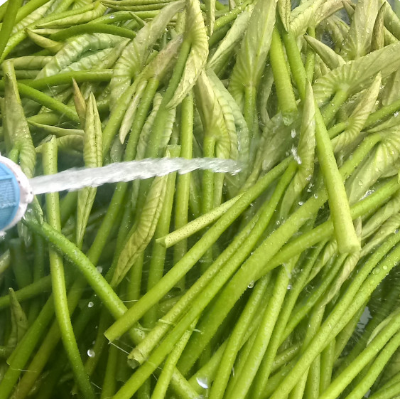 전북 김제 연잎 &amp; 연잎밥 주문 방법