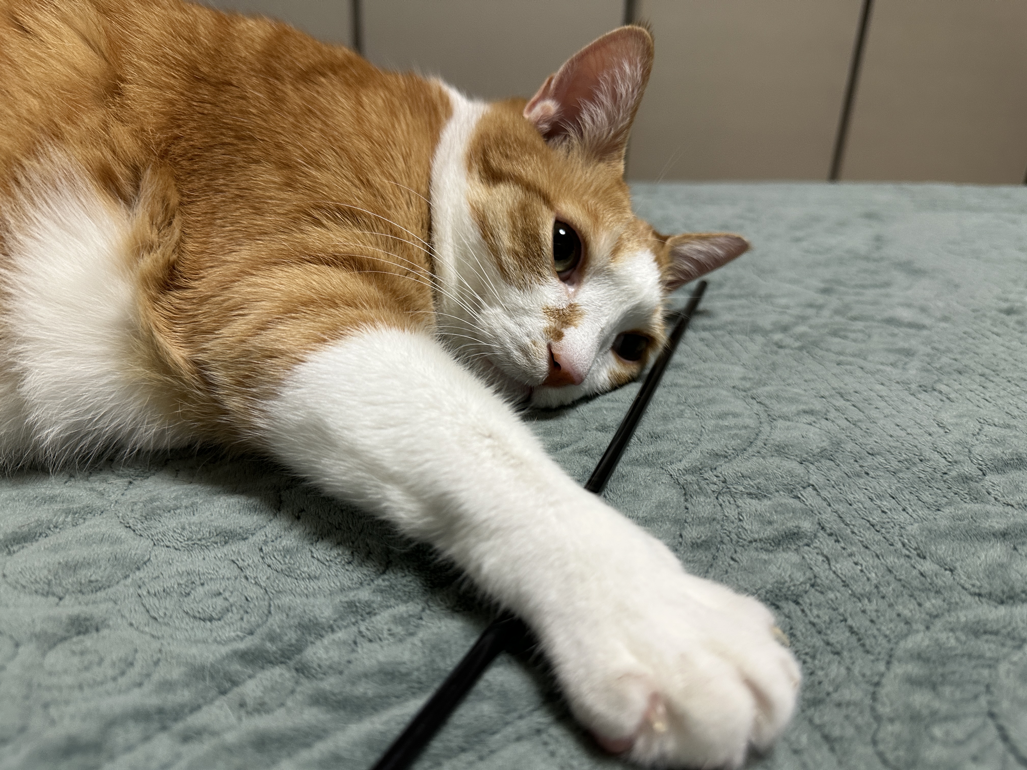 호야의_아련한_눈빛과_장난감을_잡고_있는_앞발