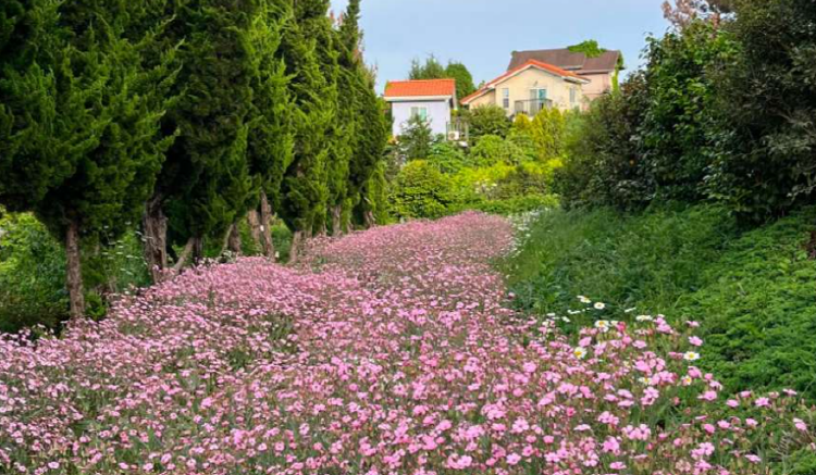 팜카밀레 허브농원