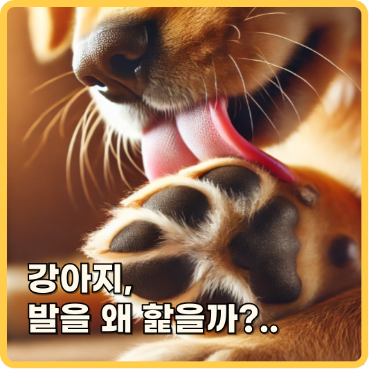 강아지, 발을 왜 핥을까? 궁금하다면 주목