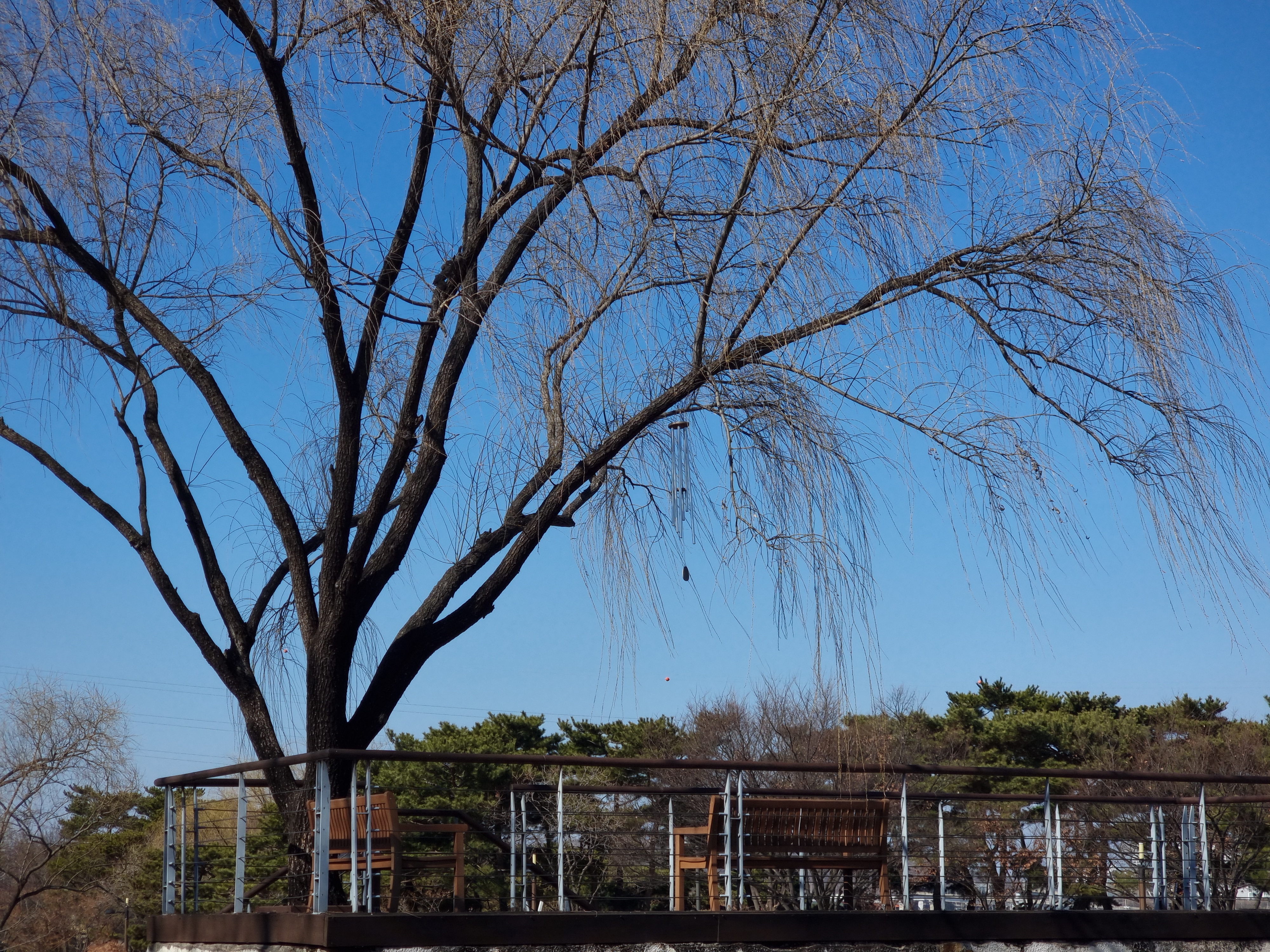 선유도공원 '큰 나무와 의자'