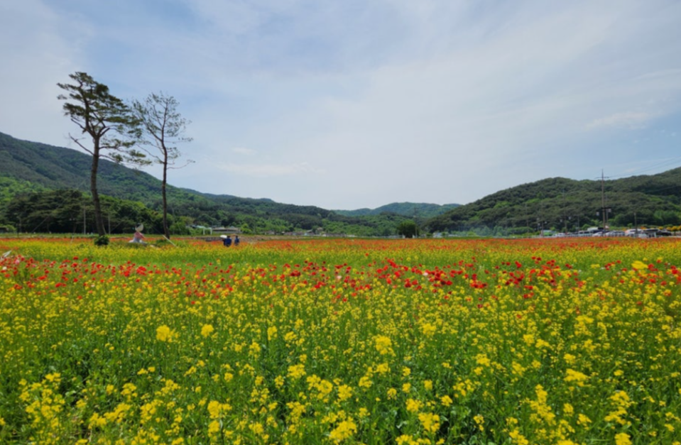 하동 북천 꽃양귀비축제2