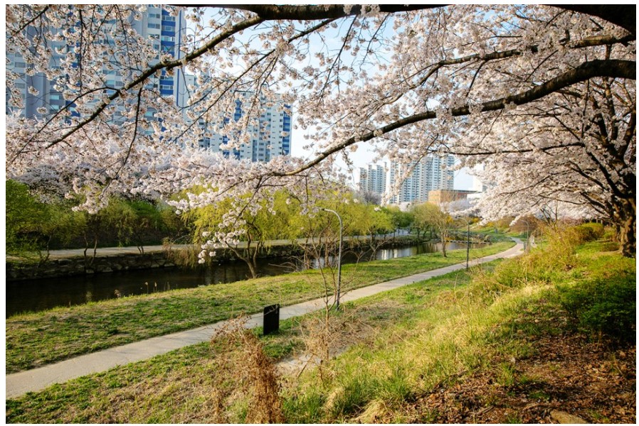 수원-서호천-벚꽃