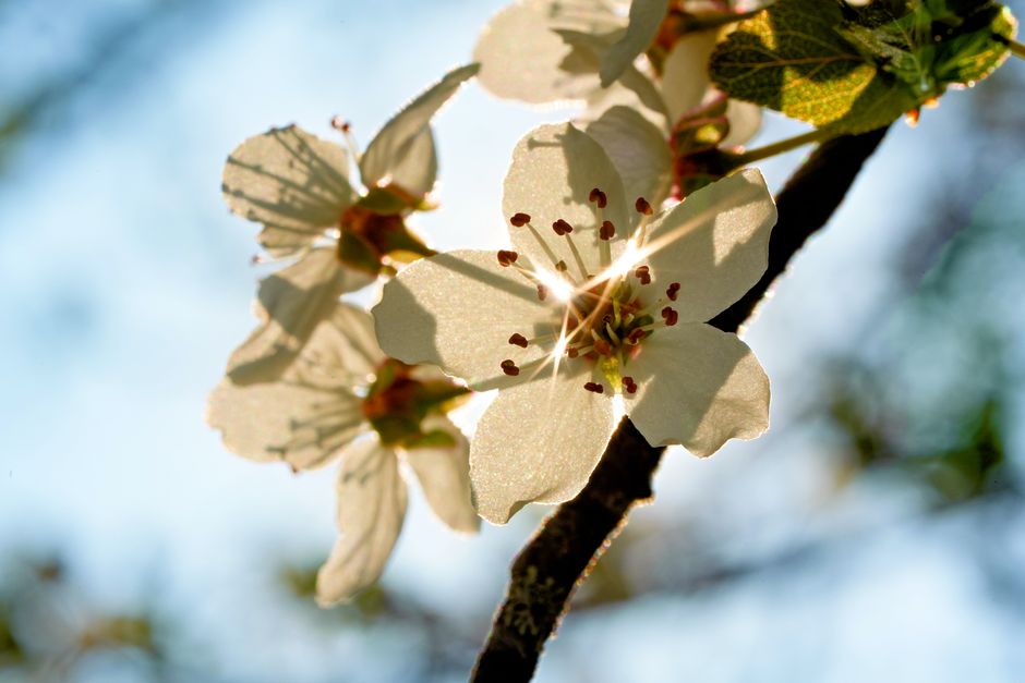 Close-up of spring blossoms with sunlight streaming through petals, creating a serene and natural ambiance.