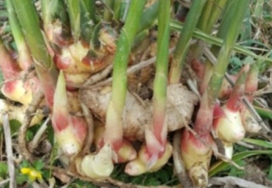 위축성 위염에 좋은 생강 사진입니다.