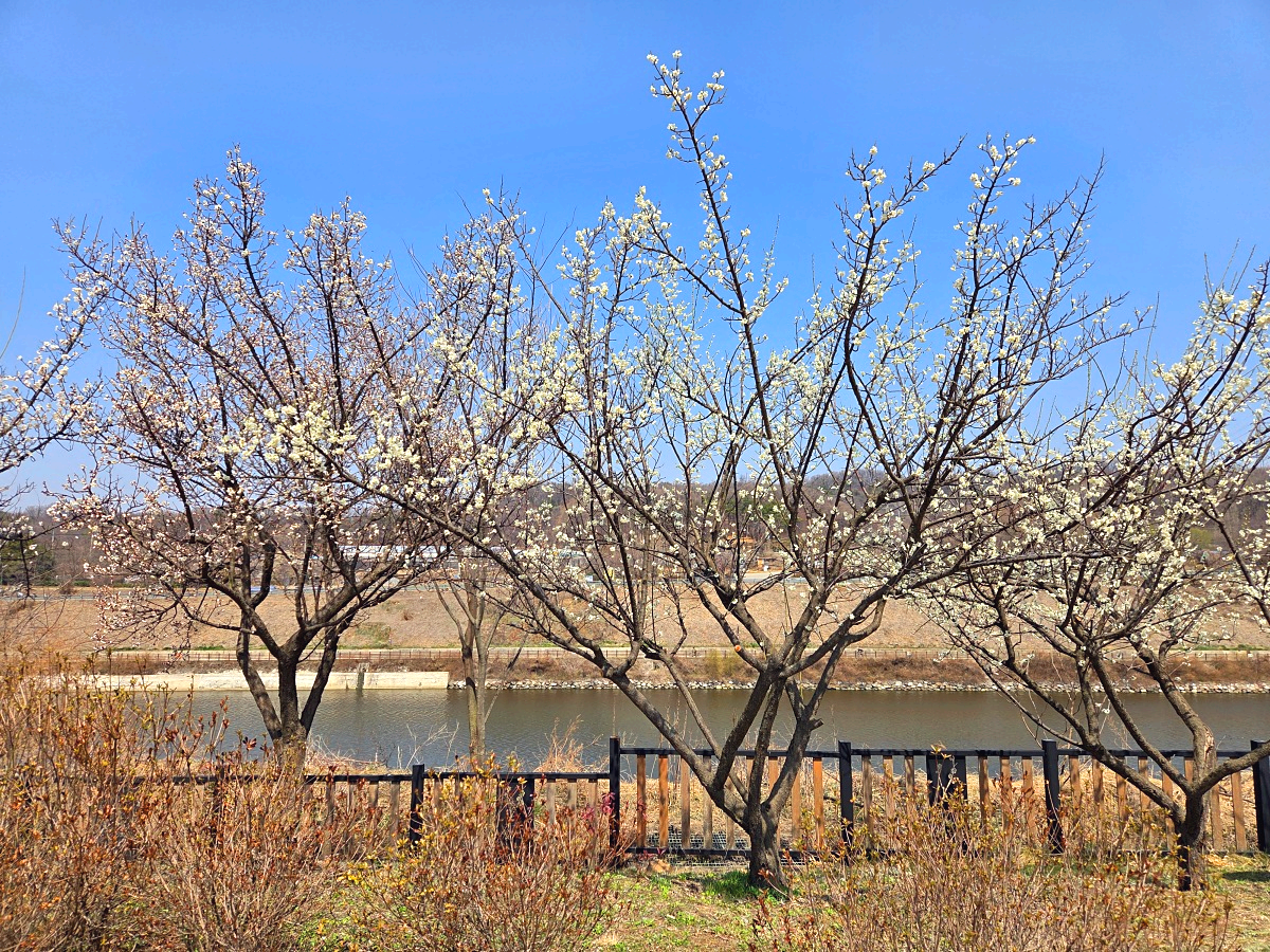 2025년 경인 아라뱃길 매화동산&amp;#44; 인천 매화마을: 주차&amp;#44; 먹거리