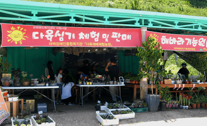 태백 해바라기 축제 볼거리, 입장료, 주차, 맛집 총정리