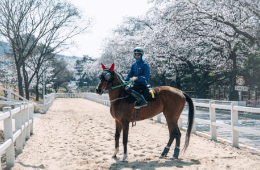 기마대 벚꽃축제-렛츠런파크 서울 출저