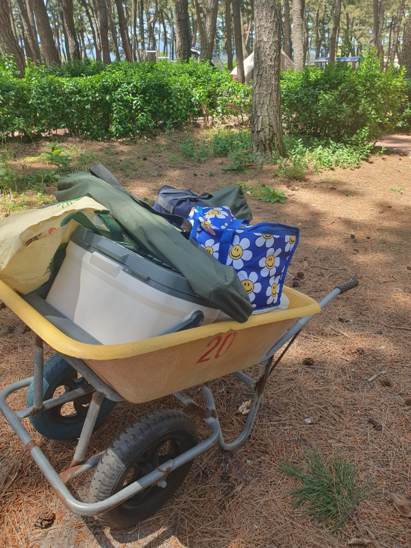 강릉 솔향기 캠핑장