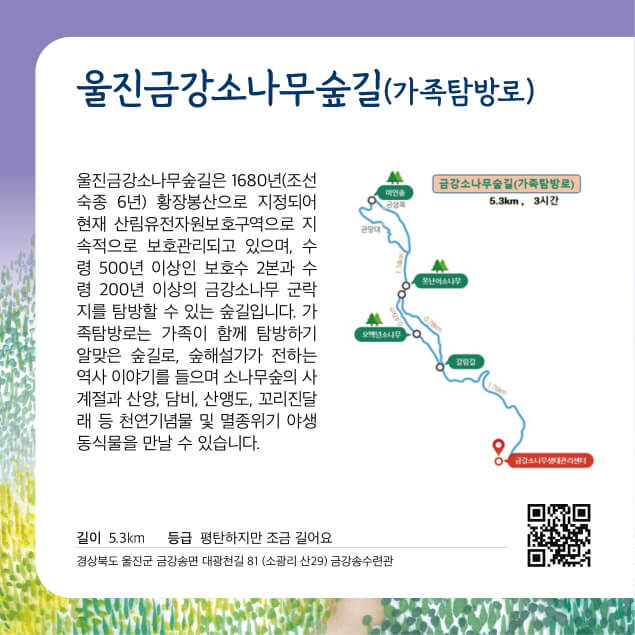 [명품숲길 50선] 울진 금강소나무 숲길 예약 방법과 탐방 가이드