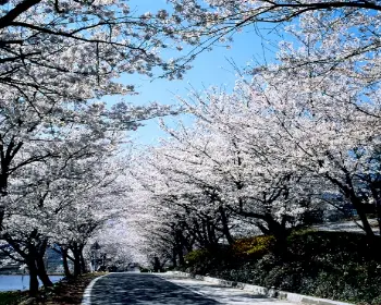 하동 십리벚꽃길 개화상황_20