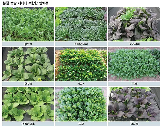 겨자채 재배 발아 빠름 간단한 관리 연속 파종_1