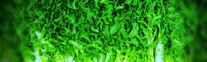 치커리-잎-사진