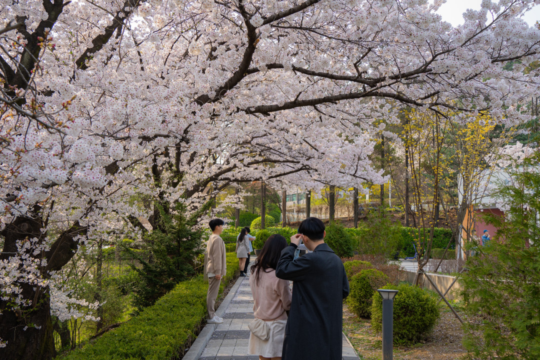 아주대학교 벚꽃 데이트