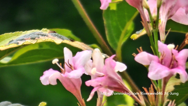 무늬병꽃나무 Korean Variegated Weigela