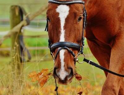 2026 병오년 말띠 신년운세 무료로 확인