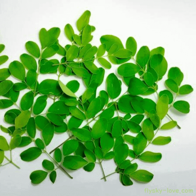 기적의 나무 모링가