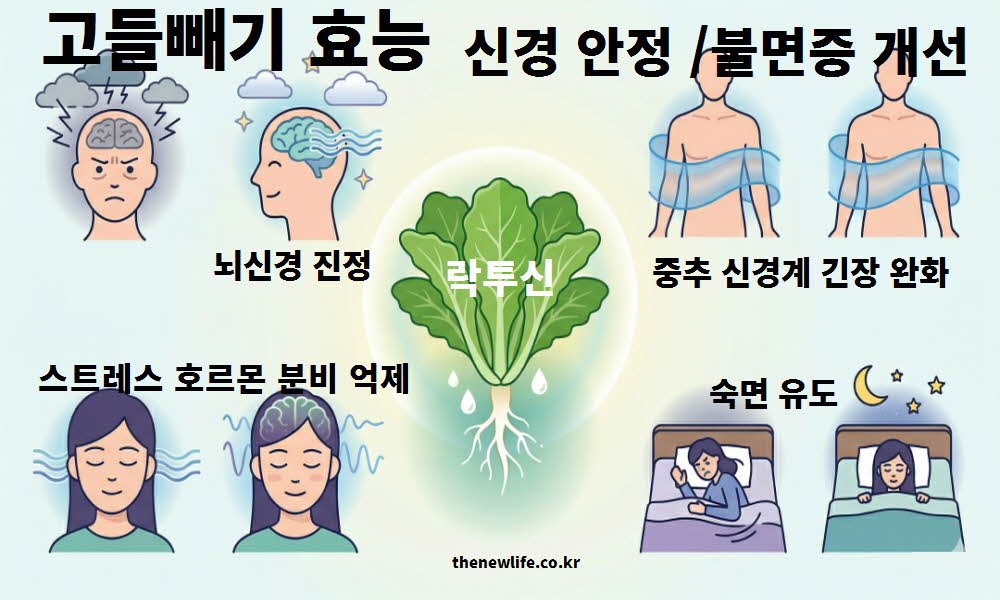 고들빼기 효능 신경 안정 불면증 개선