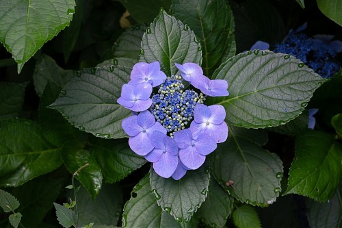 특색 있고 아름다운 민간 정원 30선 추천 여행 - 14. 고성 그레이스 정원