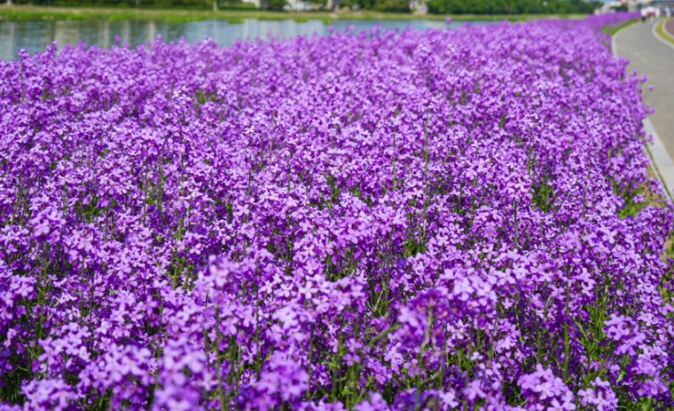 생태지구공원 보라유채꽃2